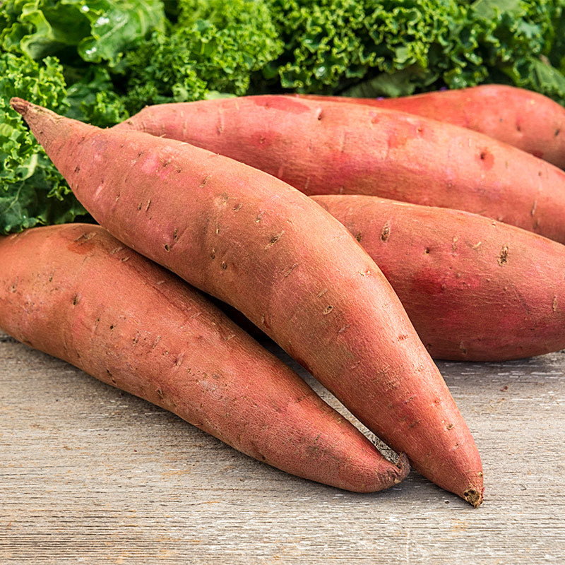 Sweet Potato: Beauregard - seedling