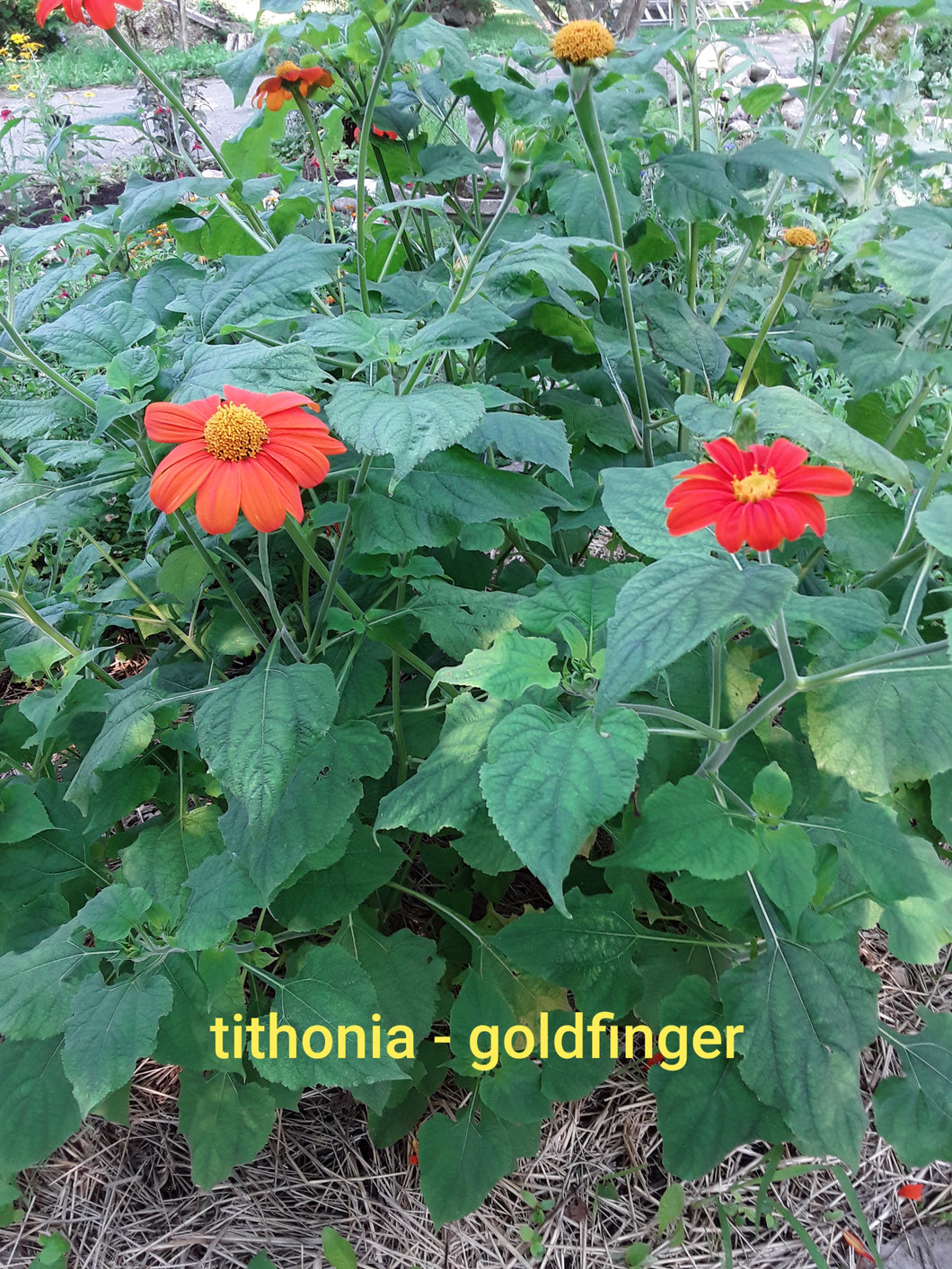 Tithonia: Goldfinger - seeds