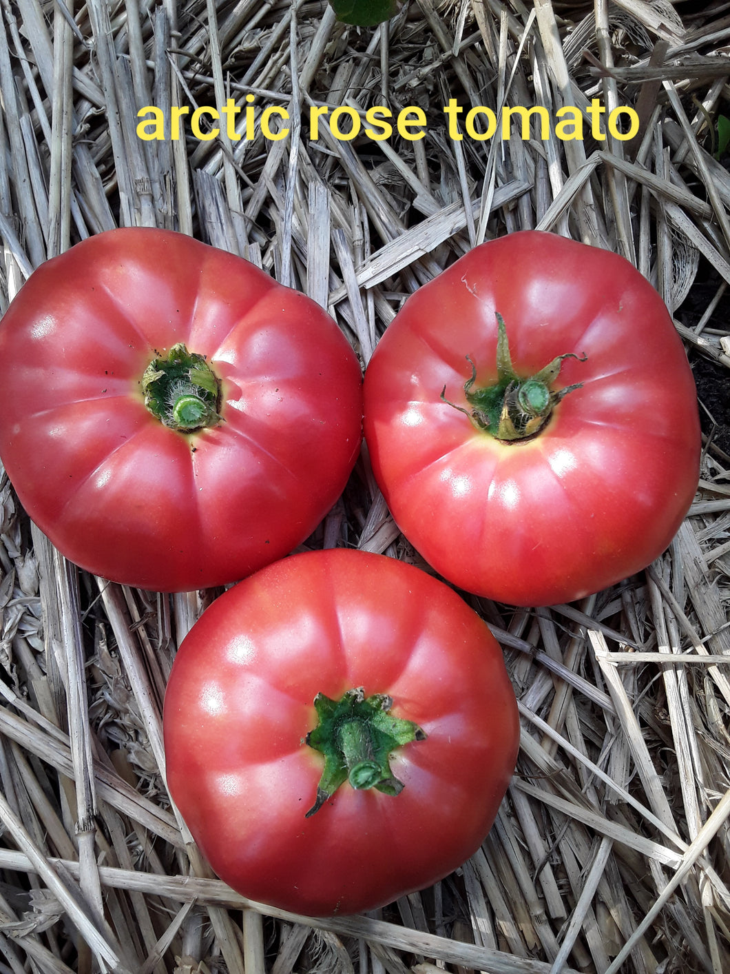 Tomato: Arctic Rose - seeds