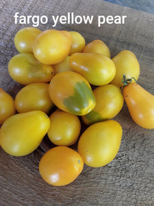 Tomato: Fargo Yellow Pear - seeds