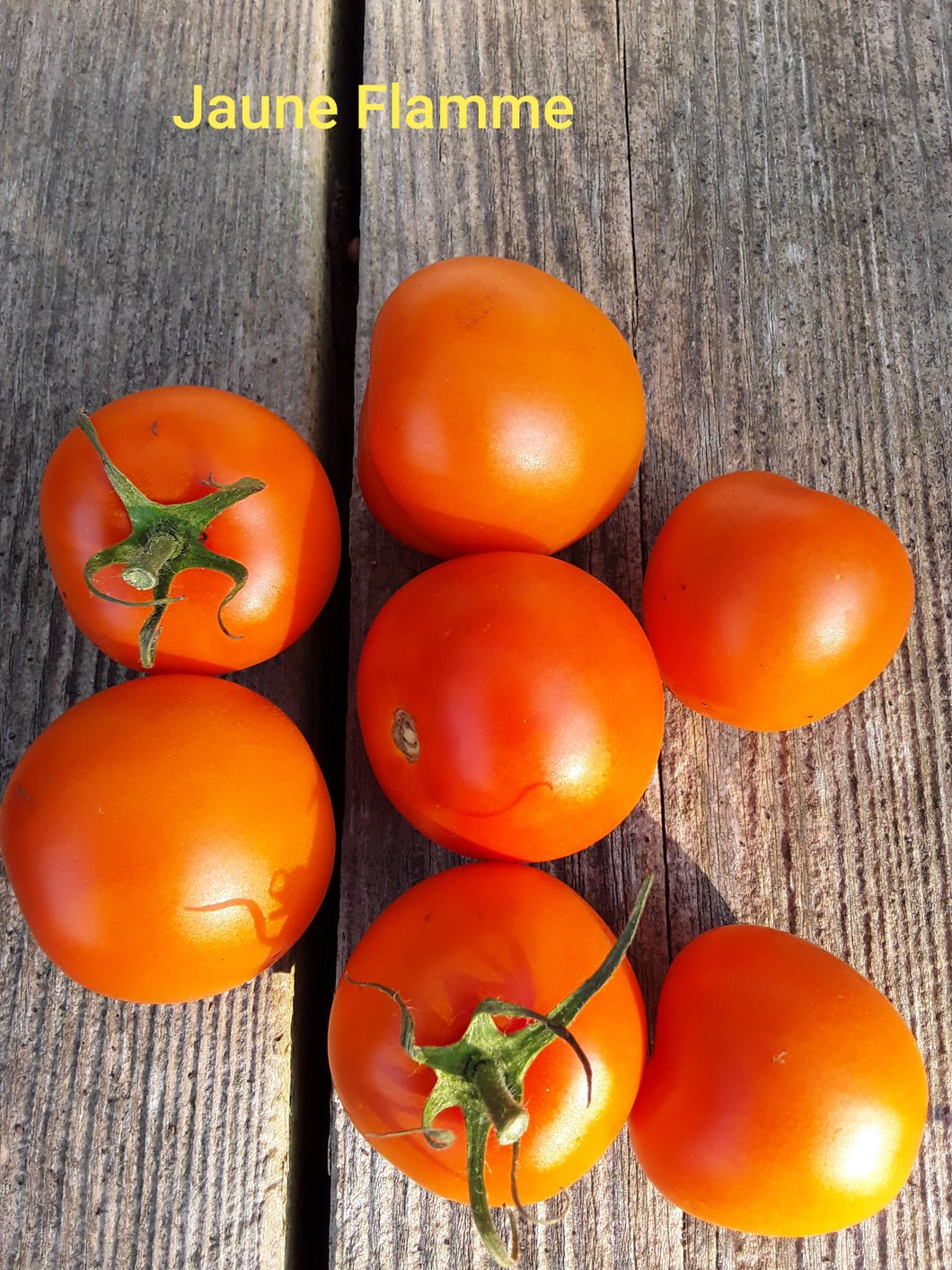 Tomato: Jaune Flamme - seeds