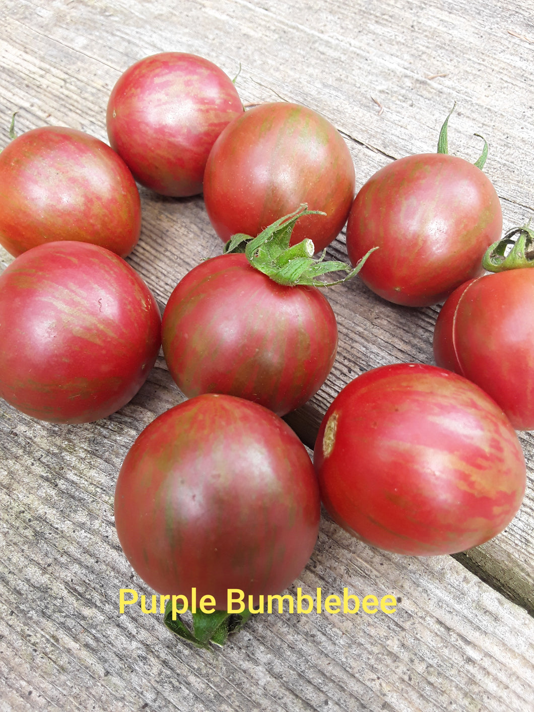 Tomato: Purple Bumblebee - seedling