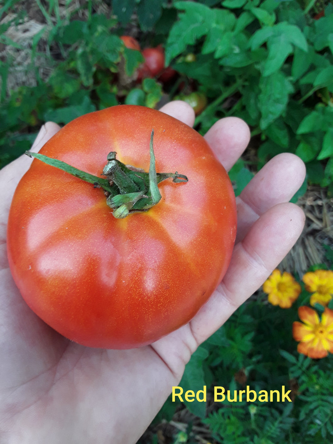 Tomato: Red Burbank - seedling