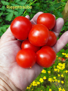 Tomato: Riesentraube - seeds