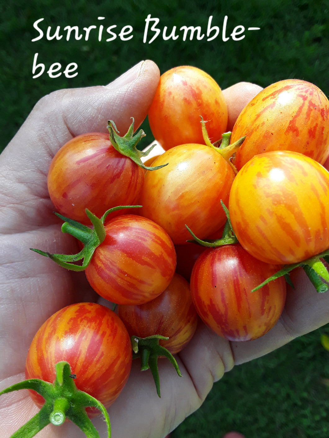 Tomato: Sunrise Bumblebee - seeds