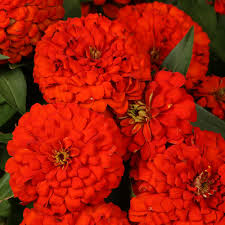 Zinnia: Scarlet Red - seedling