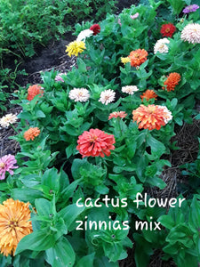Zinnia: Cactus Flowered Mix - seeds