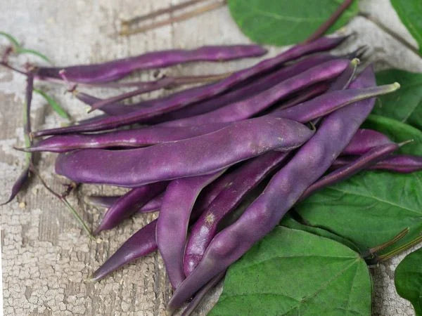 Beans: Blauhilde - seeds