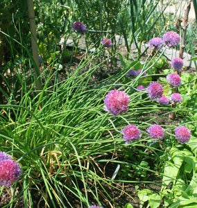 Chives - seeds