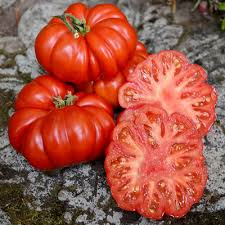 Tomato: Costaluto Fiorentino - seeds