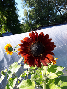 Sunflower: Velvet Queen - seedling