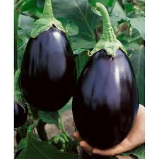 Eggplant: Black Beauty - seeds
