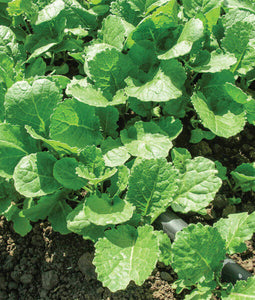 Kale: Ethiopian - seeds