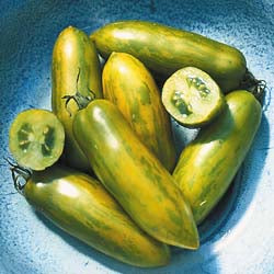 Tomato: Green Sausage - seedling