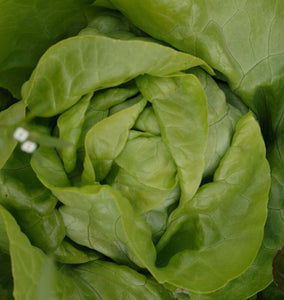 Lettuce: Blushed Gandhi - seeds