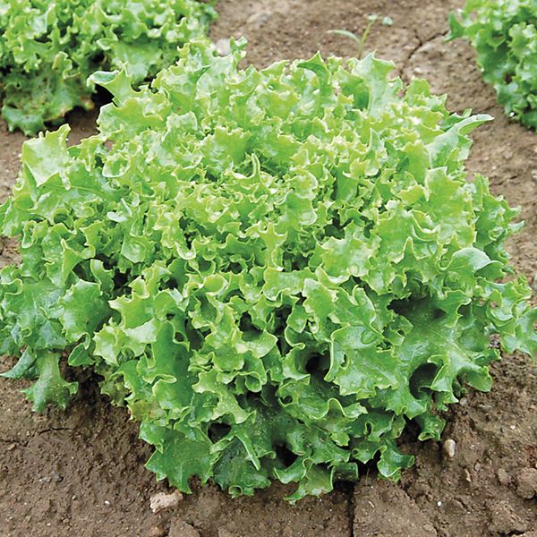 Lettuce: Tango - seeds