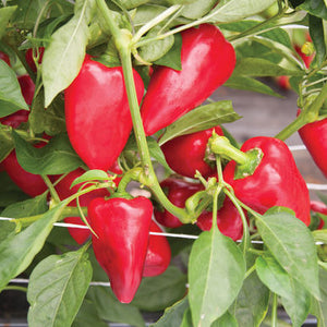 Peppers, Sweet: Lipstick - seeds