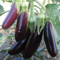 Eggplant: Little Fingers - seeds