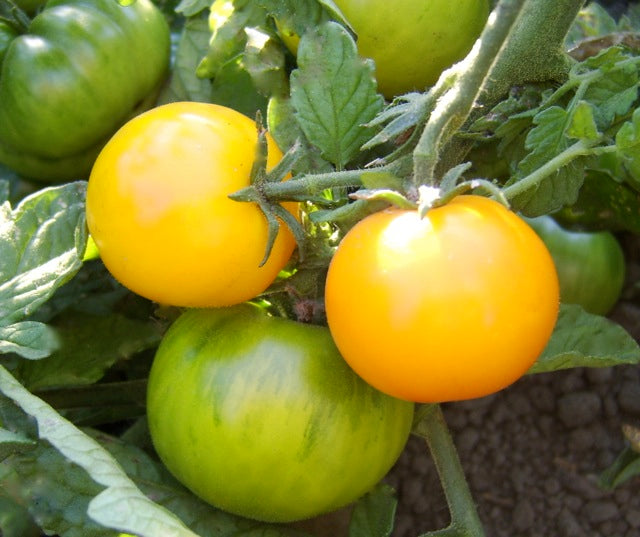 Tomato: Morden Yellow - seeds