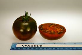 Tomato: Nyagous - seeds