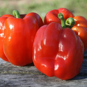 Peppers, Sweet: Quadrato d'Asti Rosso - seedling