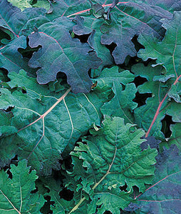 Kale: Red Russian - seeds
