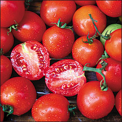 Tomato: Siberian - seeds