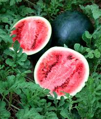 Watermelon: Sugar Baby - seeds