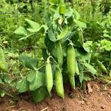 Pea, Garden: Tom Thumb - seeds