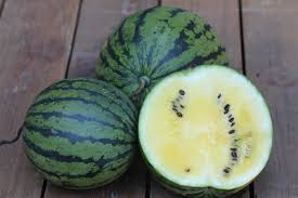 Watermelon: Early Moonbeam - seedling