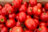 Tomato: Zeigler's Fleiss - seeds
